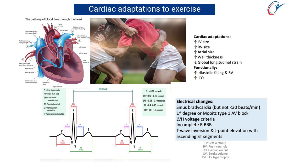 Cardiac Adaptation to exercise