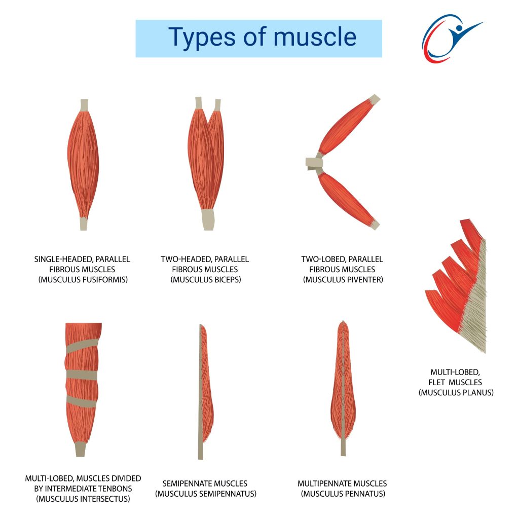 Muscle Anatomy | ASSIC Education