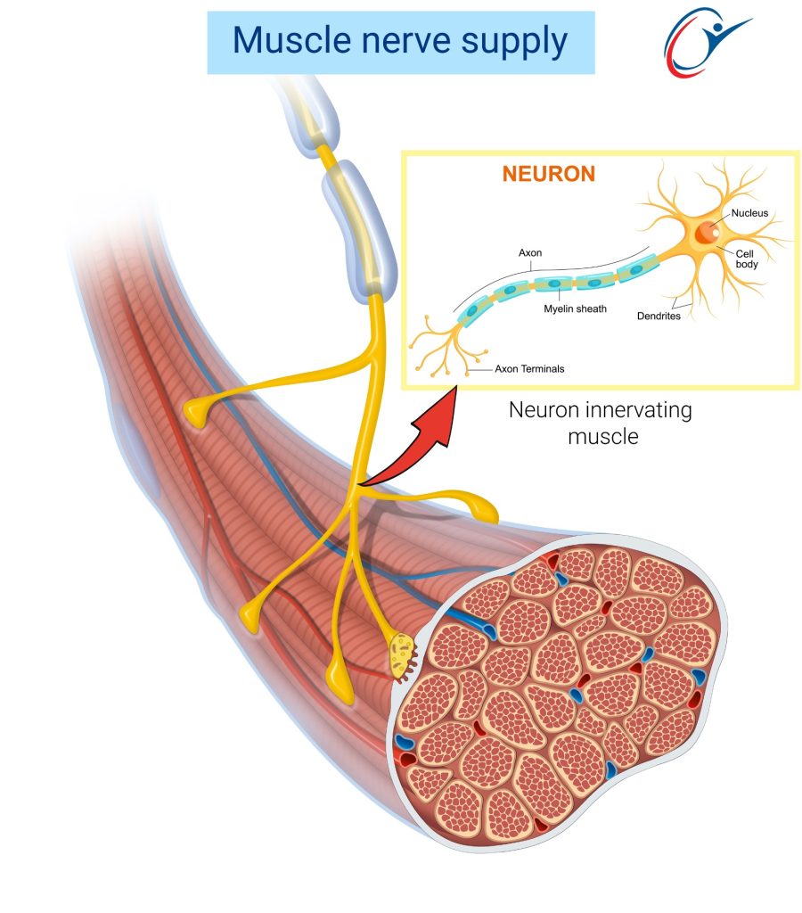 Muscle Anatomy | ASSIC Education
