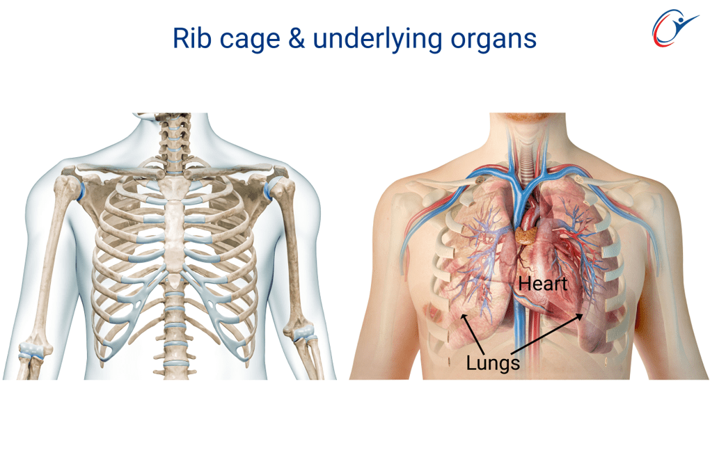 Rib Cage - Rib Fractures | ASSIC Education