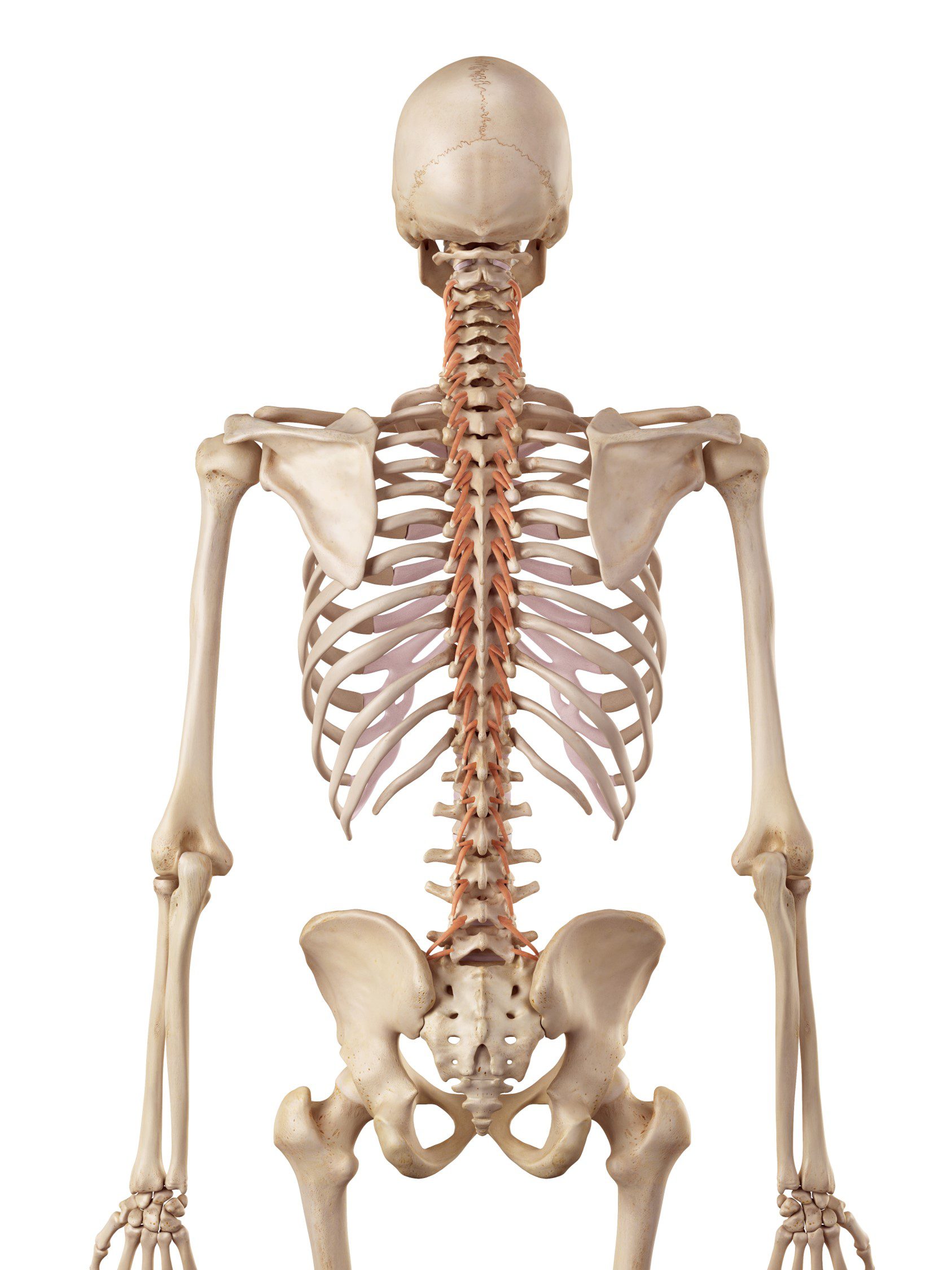 Rotators Trunk & Lower Back - Rotation | ASSIC Education