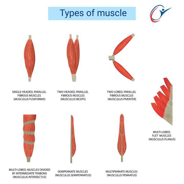 Muscle Conditioning | ASSIC Education