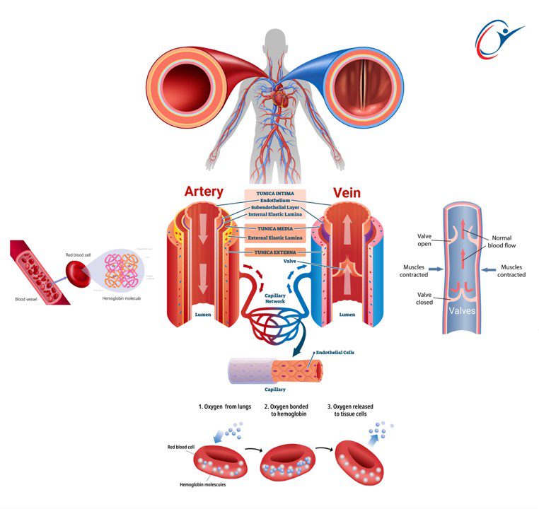 artery-and-vein