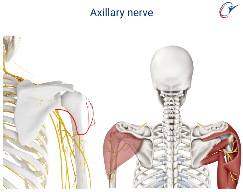 Netball Injuries Part 1 | ASSIC Education
