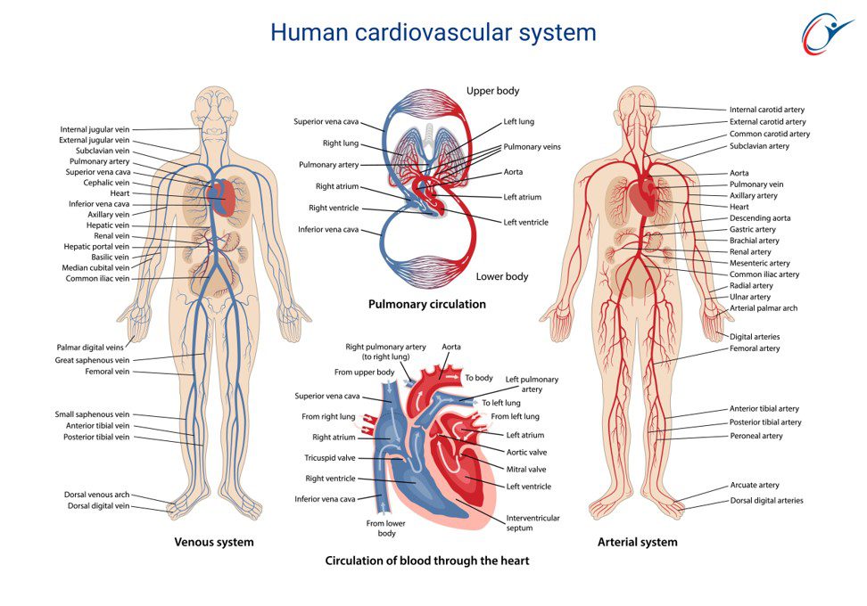 human-cardiovascular-system