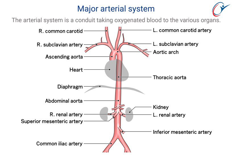 major-arterial-system