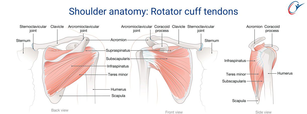 Rugby Sport Science Injuries - Upper Limb - Shoulder & Arm - Shoulder ...