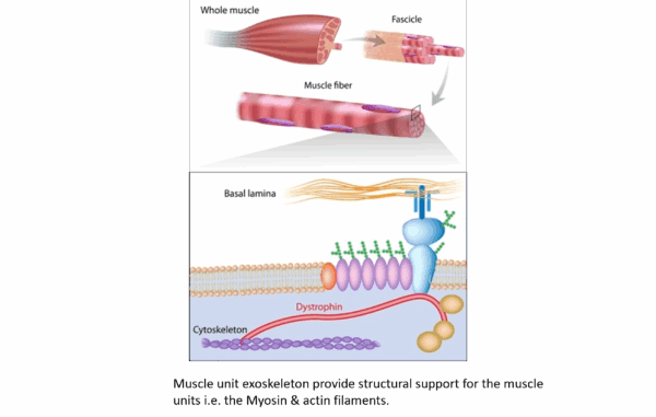 Muscle Cramps Mechanism