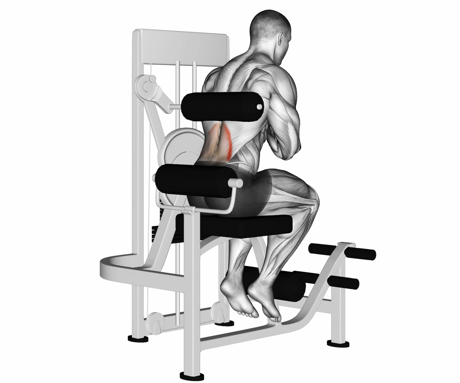 Back Return To Sport Guidelines | ASSIC Education