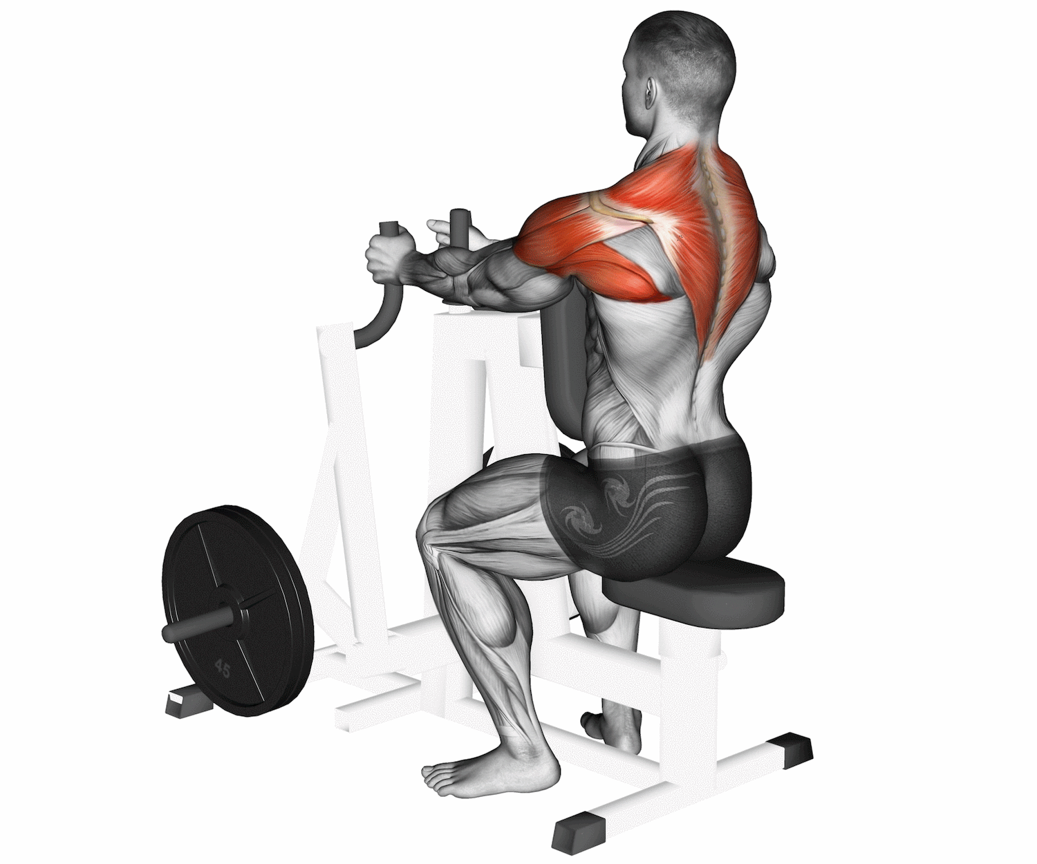 Shoulder Rows Exercise Seated Upper Limb – Shoulder And Arm | ASSIC Education