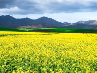 Western Cape